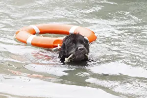 Ports: Dog Rescue Newfoundland practicing Erquy