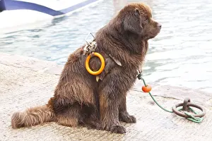Ports: Dog Rescue Newfoundland seated Erquy