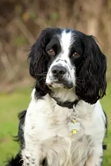 Rescued: Dog - rescued Black and White Spaniel