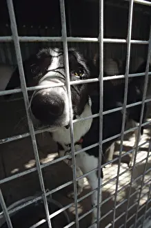 Lost: Dog resident Refuge of Beauregard Burgundy France