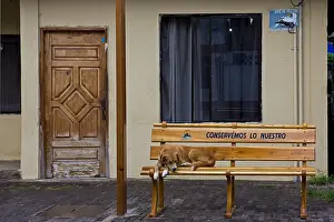 Galpagos: One dog at rest on a bench to the Galapagos Islands