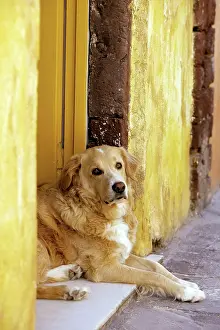 Doorway: Dog - resting in doorway