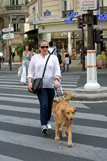 Disabled: Dog - Retriever - Guide Dog for the Blind crossing