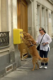Disabled: Dog - Retriever - Guide Dog for the Blind helping