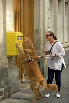 Disabled: Dog - Retriever - Guide Dog for the Blind helping