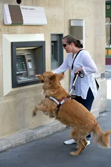Disabled: Dog - Retriever - Guide Dog for the Blind helping