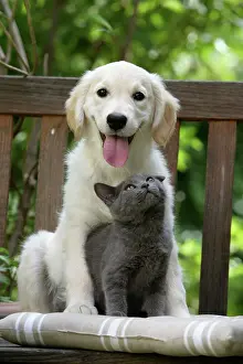 Retievers: Dog - Retriever puppy sitting with grey kitten