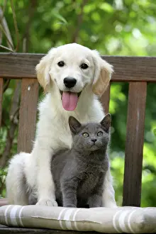Retievers: Dog - Retriever puppy sitting with grey kitten