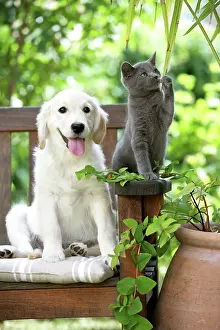 Jean-michel Labat: Dog - Retriever puppy sitting with grey kitten