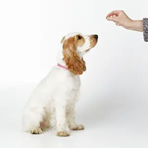 Obedience: Dog - rewarding puppy