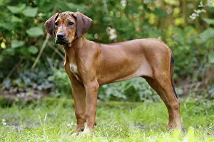 Ridgeback: Dog - Rhodesian Ridgeback. 4 month old puppy