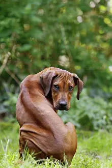 Ridgeback: Dog - Rhodesian Ridgeback. 4 month old puppy