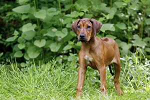 Ridgeback: Dog - Rhodesian Ridgeback. 4 month old puppy