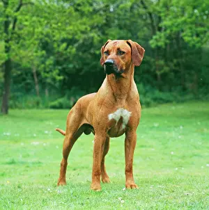 Ridgebacks: DOG - Rhodesian Ridgeback