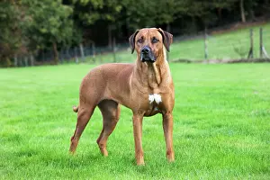 Wheaten: Dog - Rhodesian Ridgeback