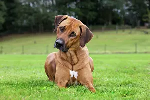 Wheaten: Dog - Rhodesian Ridgeback