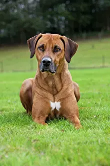 Wheaten: Dog - Rhodesian Ridgeback