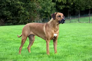 Wheaten: Dog - Rhodesian Ridgeback
