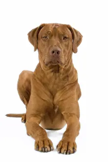 Ridgeback: Dog - Rhodesian Ridgeback