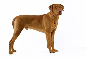 Ridgeback: Dog - Rhodesian Ridgeback