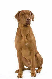 Ridgeback: Dog - Rhodesian Ridgeback