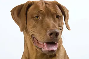 Ridgeback: Dog - Rhodesian Ridgeback