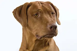 Ridgeback: Dog - Rhodesian Ridgeback