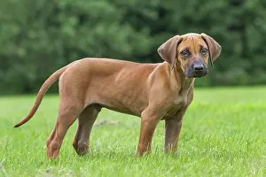 Ridgeback: Dog - Rhodesian Ridgeback