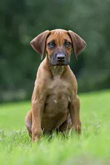 Ridgeback: Dog - Rhodesian Ridgeback