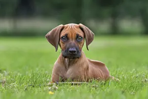 Ridgeback: Dog - Rhodesian Ridgeback