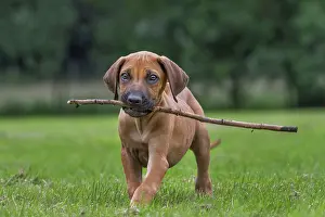 Sticks: Dog - Rhodesian Ridgeback