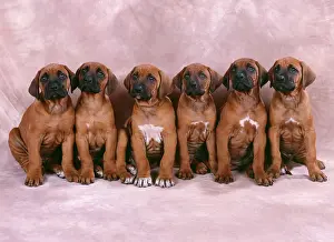 Obedience: DOG - Rhodesian Ridgeback puppies