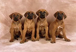 Wheaten: DOG - Rhodesian Ridgeback puppies
