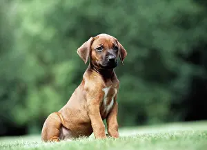 Ridgebacks: DOG - Rhodesian Ridgeback puppy