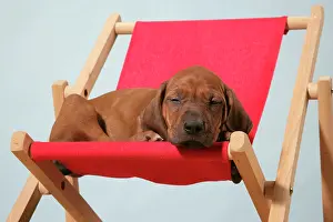 Wheaten: Dog - Rhodesian Ridgeback puppy asleep on deck chair