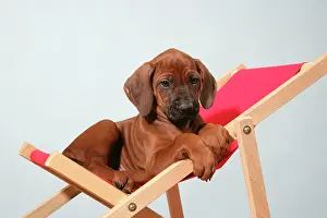 Wheaten: Dog - Rhodesian Ridgeback puppy asleep on deck chair