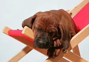 Ridgebacks: Dog - Rhodesian Ridgeback puppy asleep on deck chair