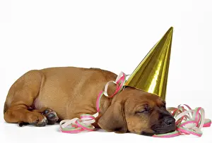 Streamer: DOG - Rhodesian Ridgeback puppy asleep wearing