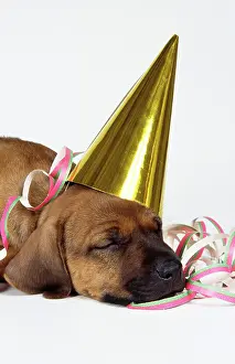 Ridgebacks: DOG - Rhodesian Ridgeback puppy asleep wearing party hat