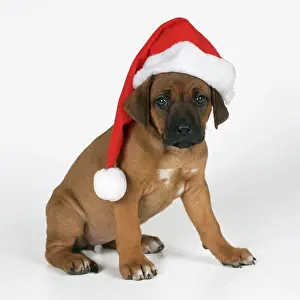 Ridgebacks: DOG - Rhodesian Ridgeback puppy wearing Christmas hat