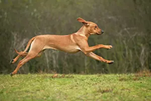 Wheaten: Dog - Rhodesian Ridgeback - running