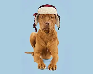 100817: Dog - Rhodesian Ridgeback sitting wearing plaid