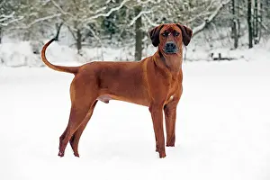 Wheaten: DOG - Rhodesian ridgeback in snow