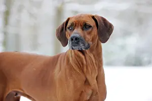 Wheaten: DOG - Rhodesian ridgeback in snow