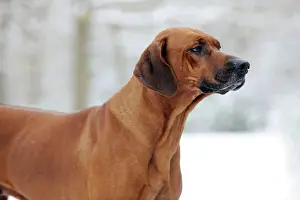 Wheaten: DOG - Rhodesian ridgeback in snow