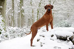 Wheaten: DOG - Rhodesian ridgeback on snow covered log pile