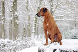 Wheaten: DOG - Rhodesian ridgeback on snow covered log pile