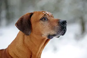 Wheaten: DOG - Rhodesian ridgeback with snow on its face (head shot)
