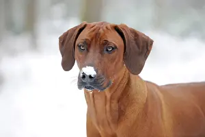 Wheaten: DOG - Rhodesian ridgeback with snow on its face (head shot)