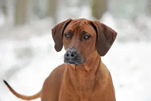 Wheaten: DOG - Rhodesian ridgeback in snow (head shot)
